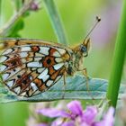 Sumpfwiesen-Perlmutterfalter(Boloria selene)