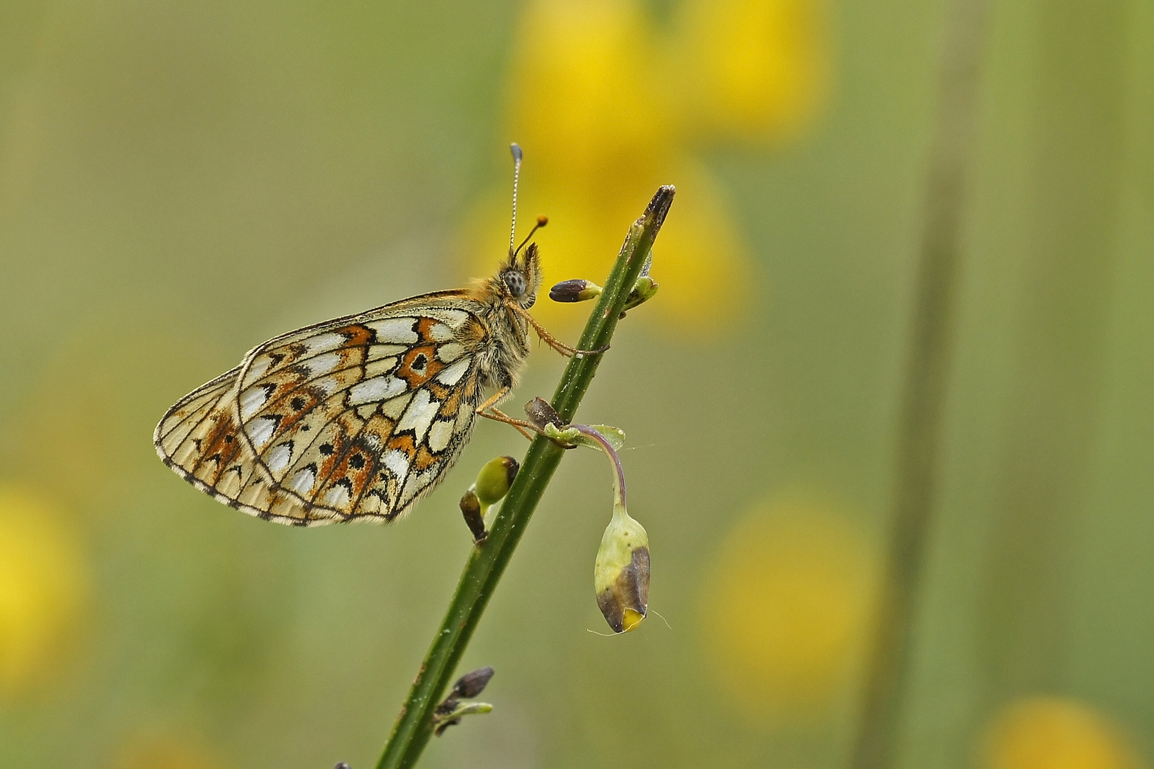 Sumpfwiesen-Perlmuttfalter (Boloria selene)