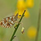 Sumpfwiesen-Perlmuttfalter (Boloria selene)