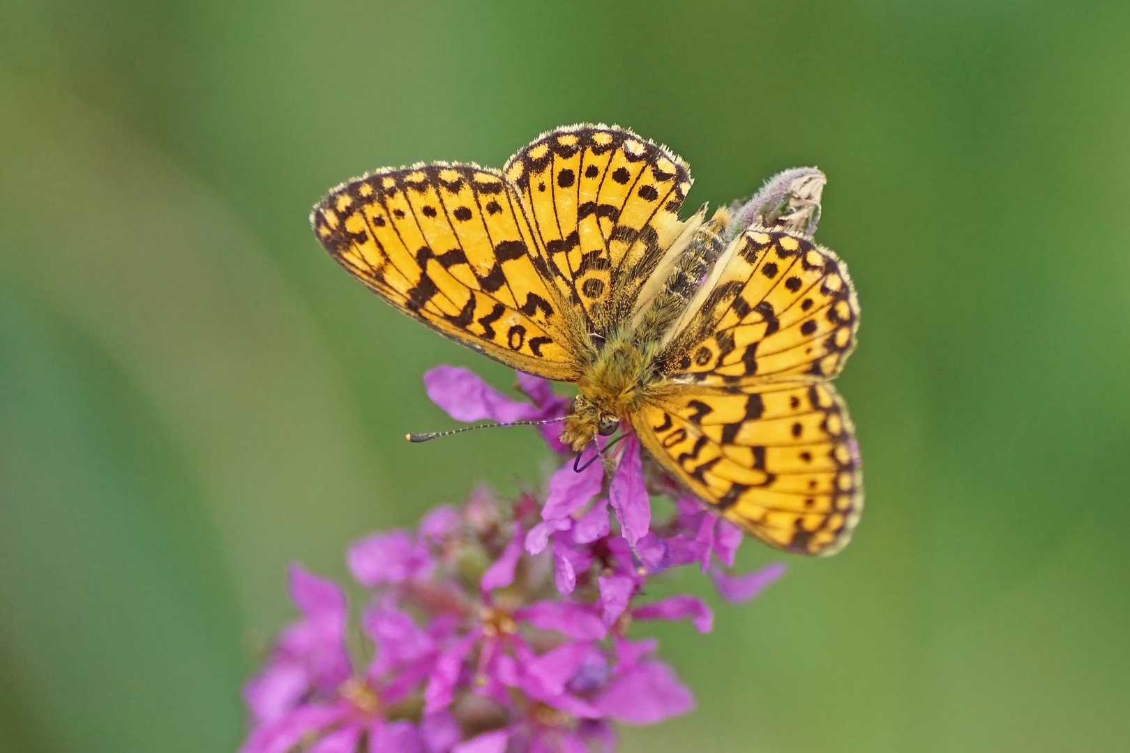 Sumpfwiesen-Perlmuttfalter (Boloria selene)