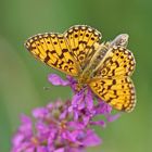 Sumpfwiesen-Perlmuttfalter (Boloria selene)