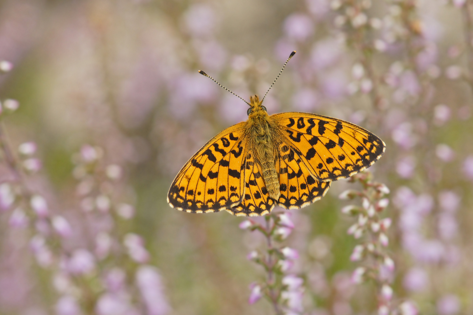 Sumpfwiesen-Perlmuttfalter (Boloria selene)