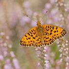 Sumpfwiesen-Perlmuttfalter (Boloria selene)