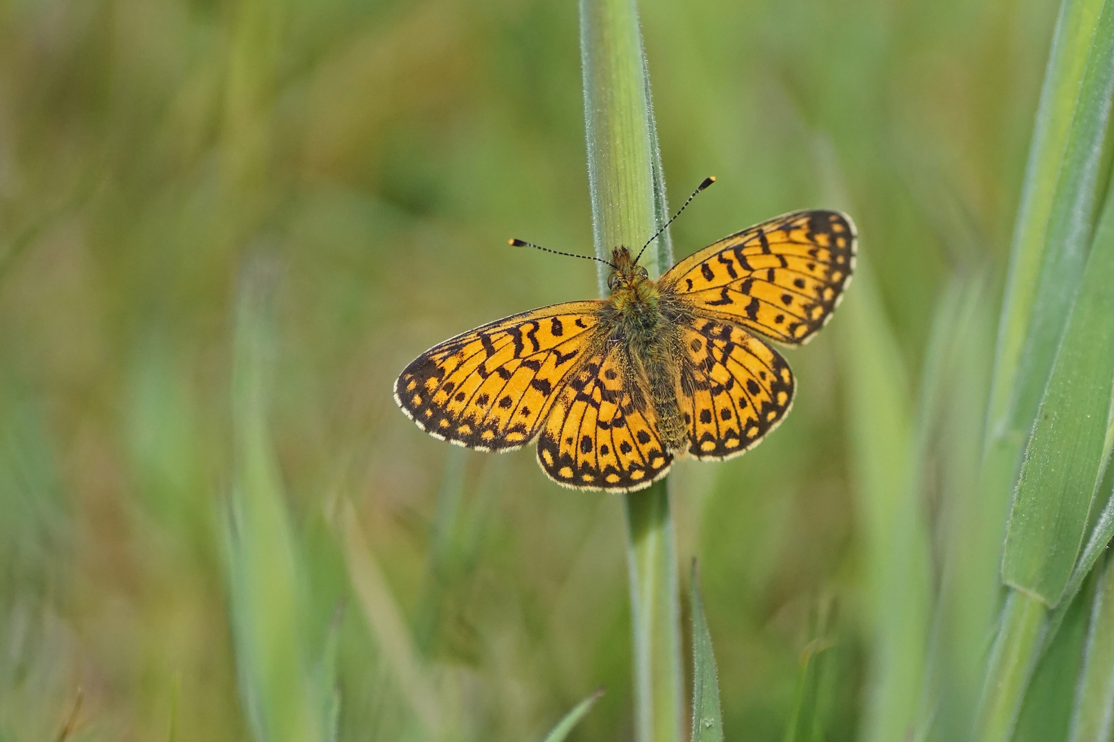 Sumpfwiesen-Perlmuttfalter (Boloria selene)