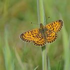 Sumpfwiesen-Perlmuttfalter (Boloria selene)