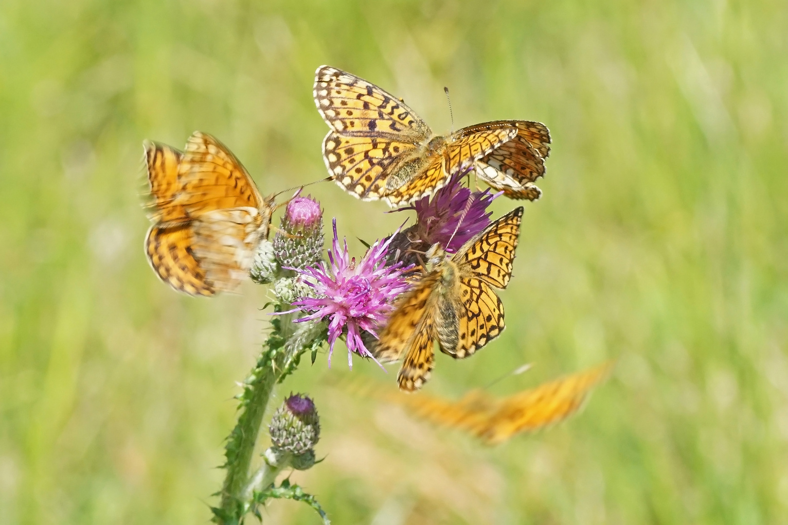 Sumpfwiesen-Perlmuttfalter (Boloria selene)