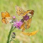 Sumpfwiesen-Perlmuttfalter (Boloria selene)