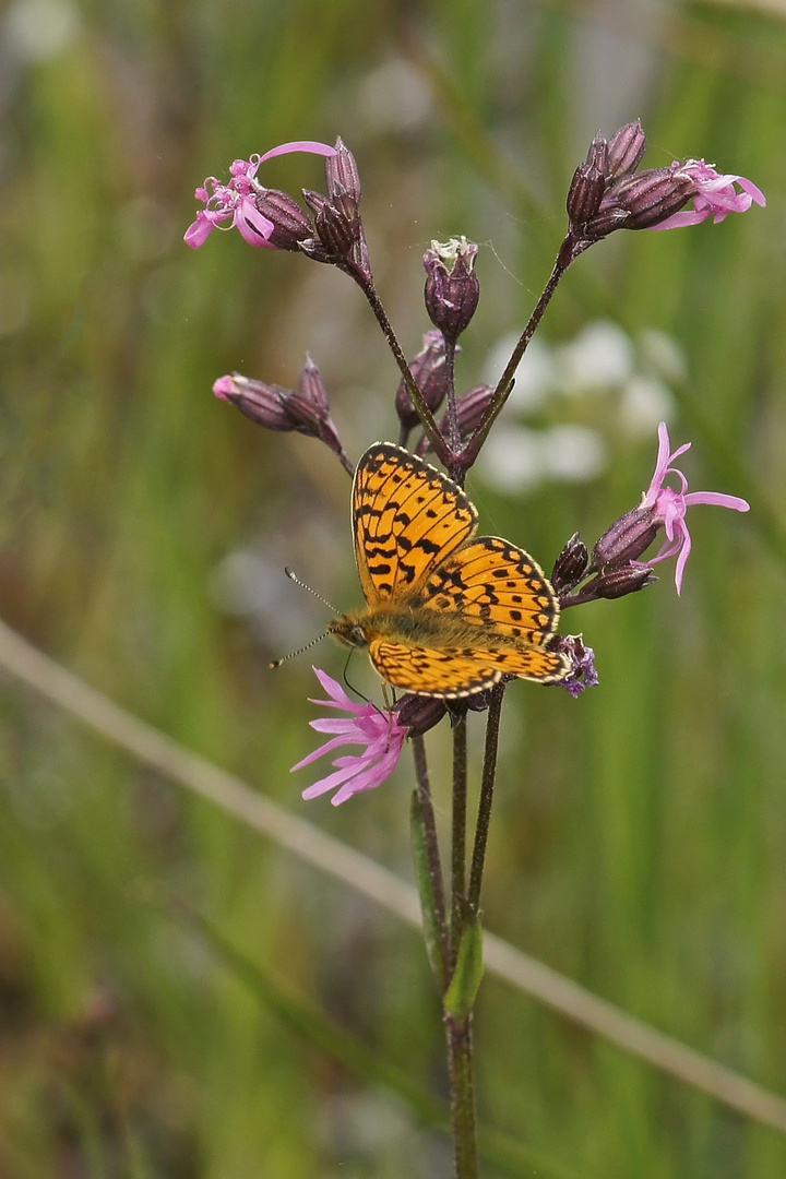 Sumpfwiesen-Perlmuttfalter (Boloria selene)