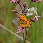 Sumpfwiesen-Perlmuttfalter (Boloria selene)