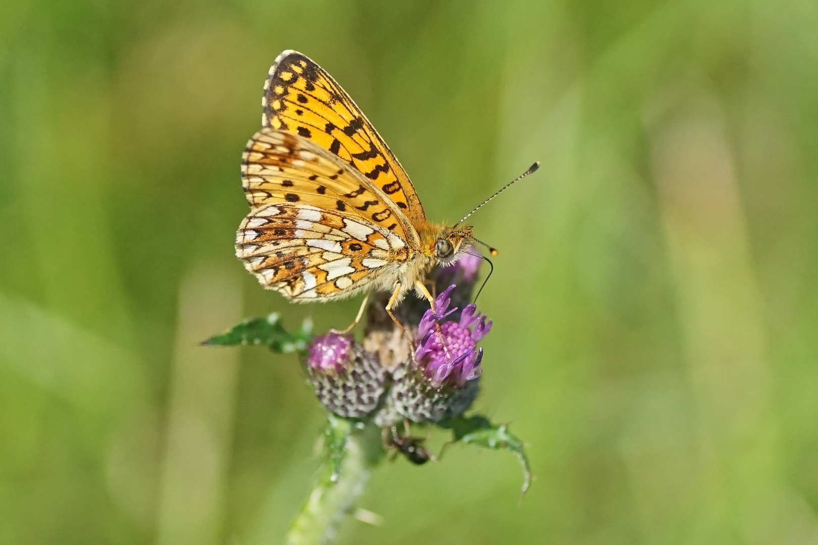 Sumpfwiesen-Perlmuttfalter (Boloria selene)