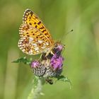 Sumpfwiesen-Perlmuttfalter (Boloria selene)