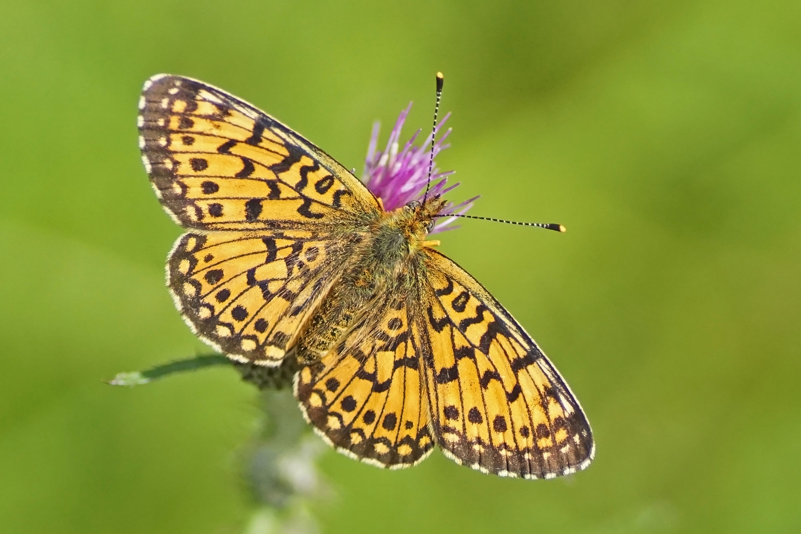 Sumpfwiesen-Perlmuttfalter (Boloria selene)