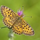 Sumpfwiesen-Perlmuttfalter (Boloria selene)