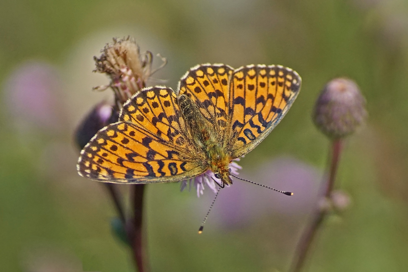 Sumpfwiesen-Perlmuttfalter (Boloria selene), Weibchen