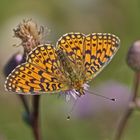 Sumpfwiesen-Perlmuttfalter (Boloria selene), Weibchen