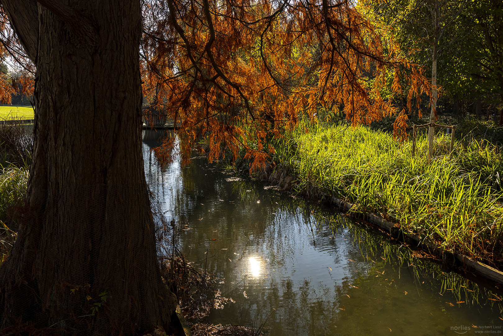 Sumpfzypresse am Wasser