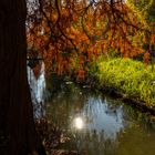 Sumpfzypresse am Wasser