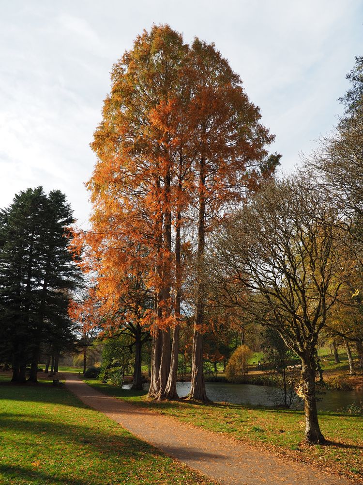 Sumpfzypresse im Herbst