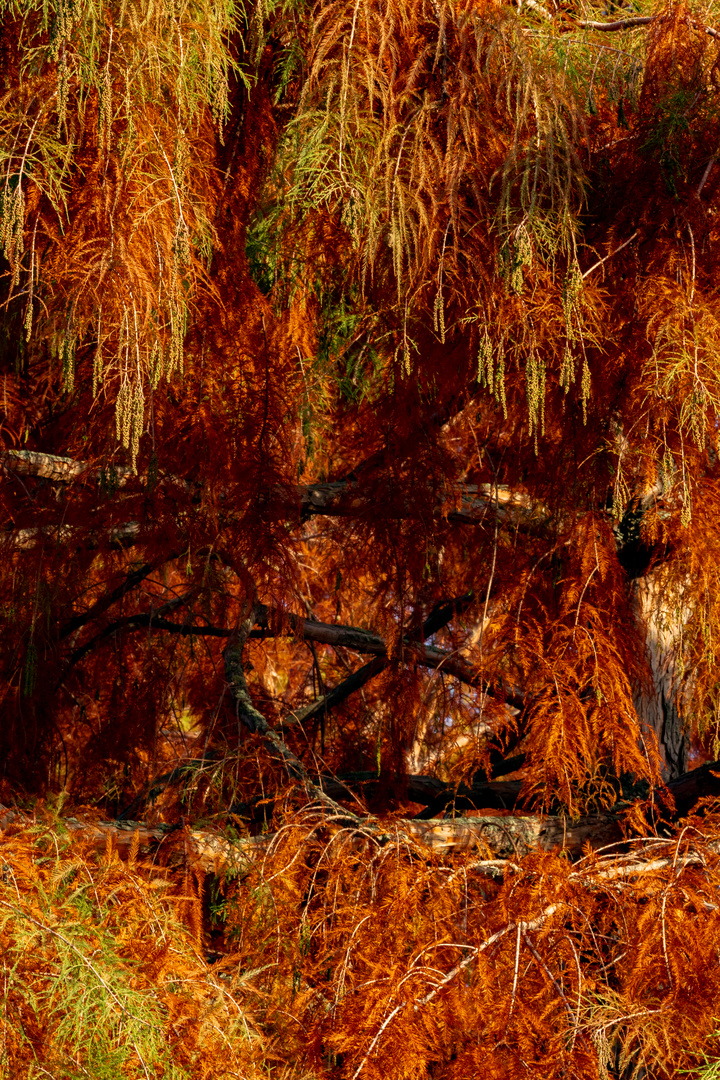 Sumpfzypresse im Herbstlicht