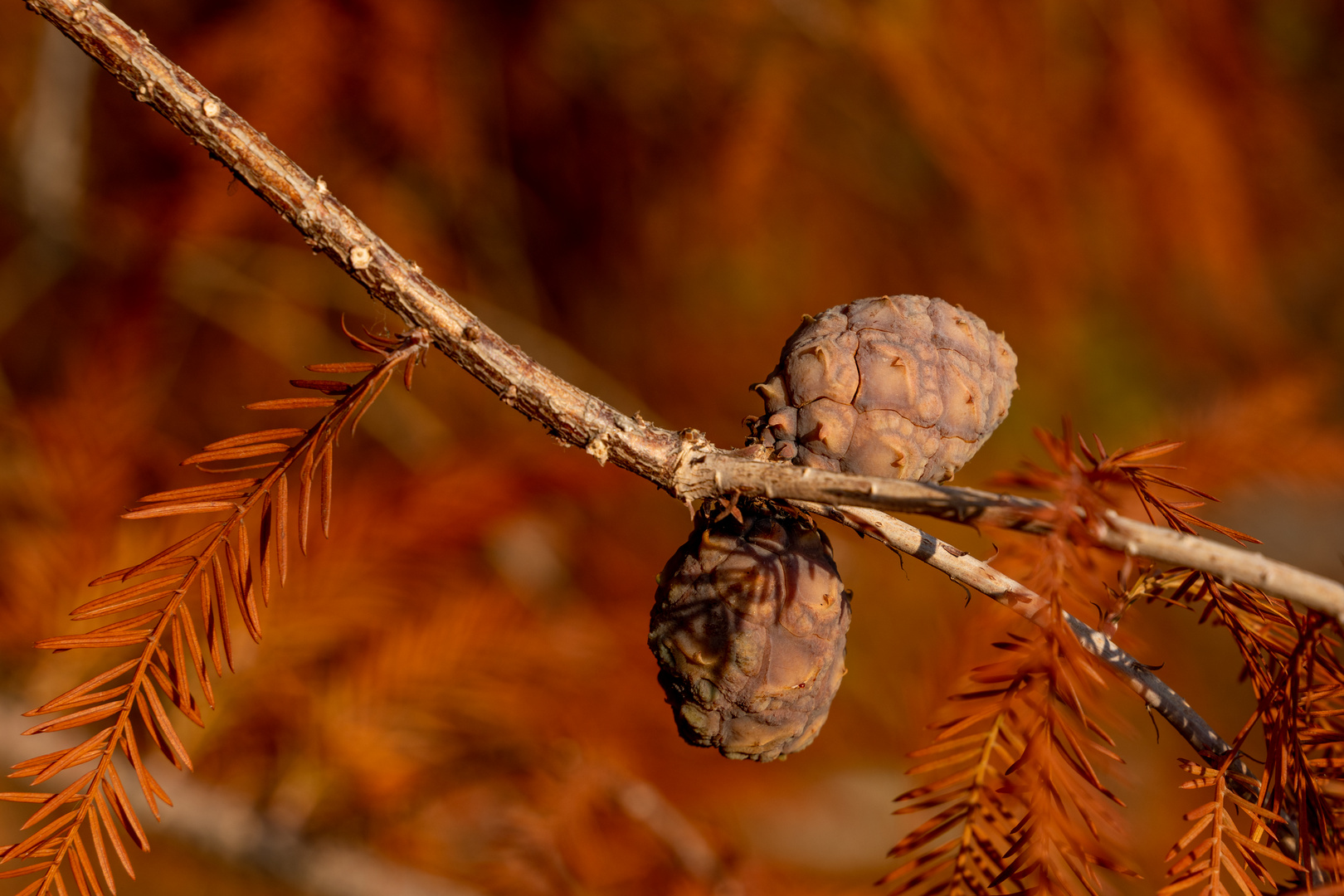 Sumpfzypresse im Herbstlicht