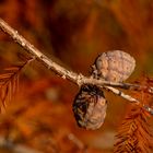 Sumpfzypresse im Herbstlicht