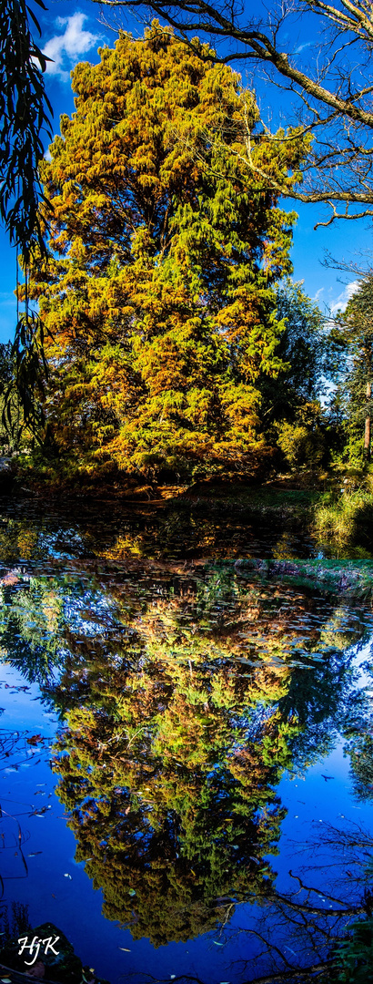 Sumpfzypresse im Kölner Botanischen Garten