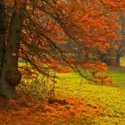 Sumpfzypresse im roten Herbstkleid