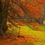 Sumpfzypresse im roten Herbstkleid