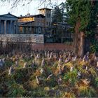 Sumpfzypresse im Schlosspark Sanssouci