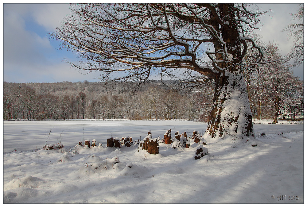 Sumpfzypresse im Schnee