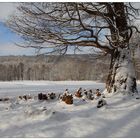 Sumpfzypresse im Schnee