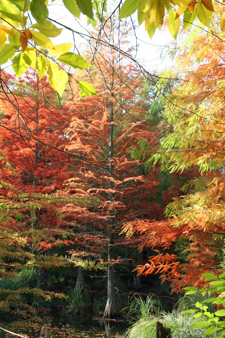 Sumpfzypresse in herbstlicher Färbung