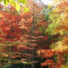 Sumpfzypresse in herbstlicher Färbung