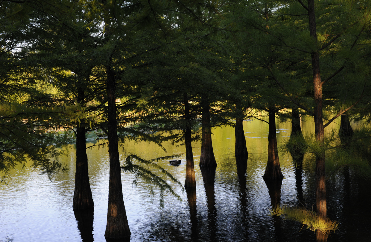 Sumpfzypressen im Arboretum Ellerhoop