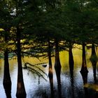 Sumpfzypressen im Arboretum Ellerhoop