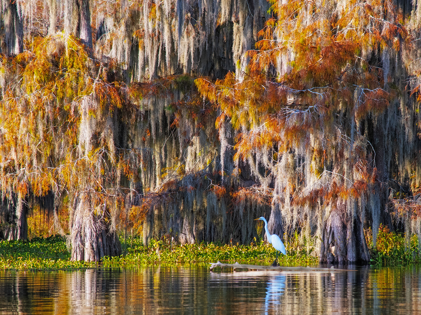 Sumpfzypressen im Mississippidelta