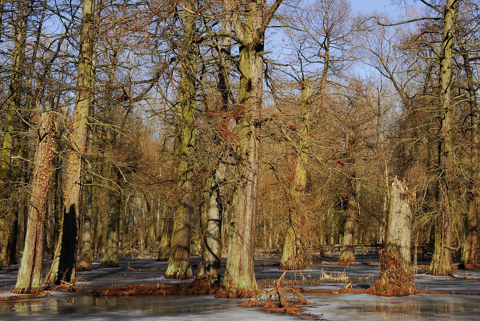 Sumpfzypressenhain bei Mösthinsdorf (nördl.Saalekreis)