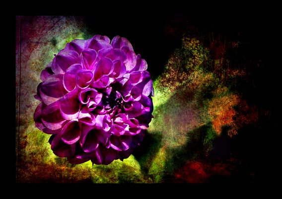 ... sumptuous dahlia