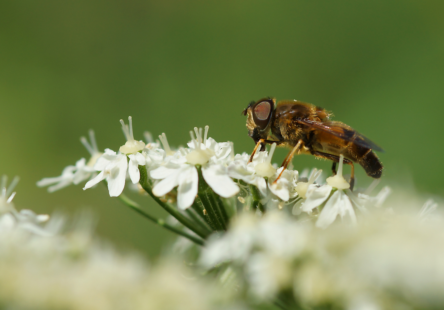 Sumsi die Schwebfliege I