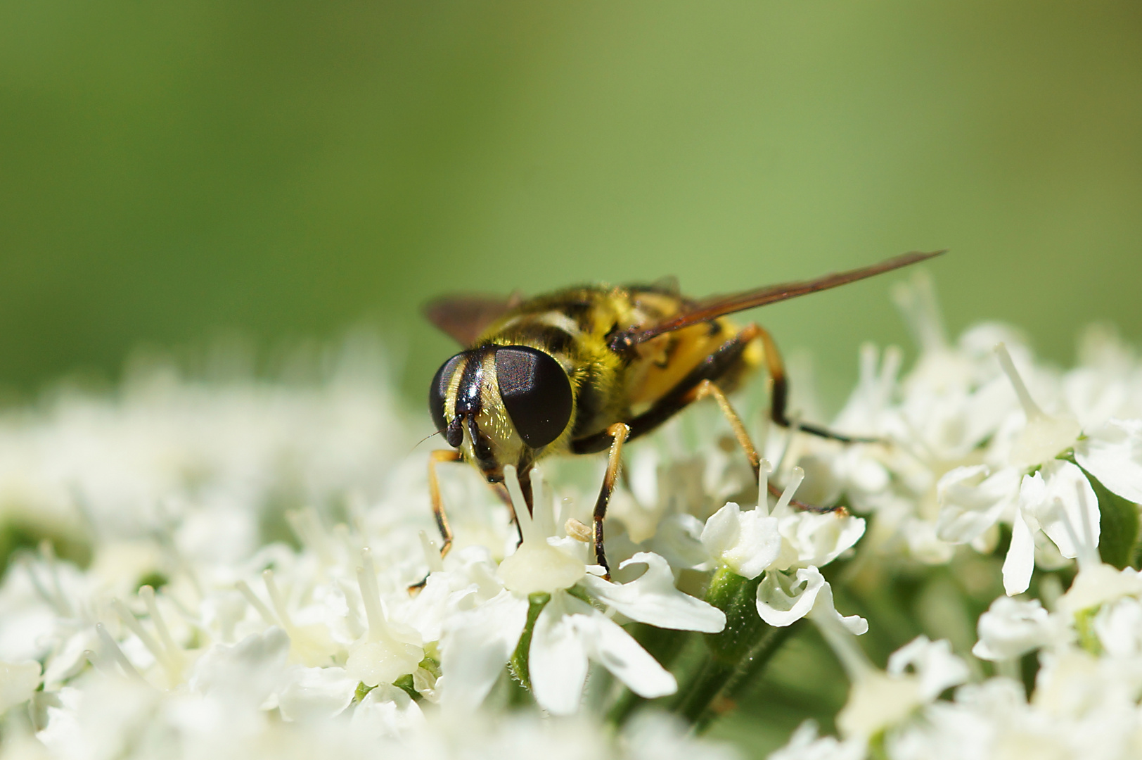 Sumsi die Schwebfliege II