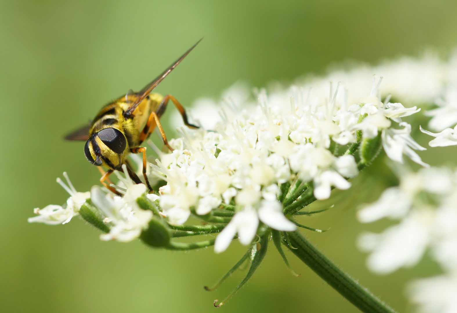 Sumsi die Schwebfliege III