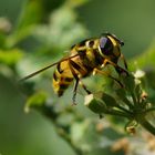 Sumsi die Schwebfliege VI