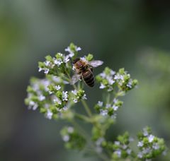 SUMSI im Kräutergarten