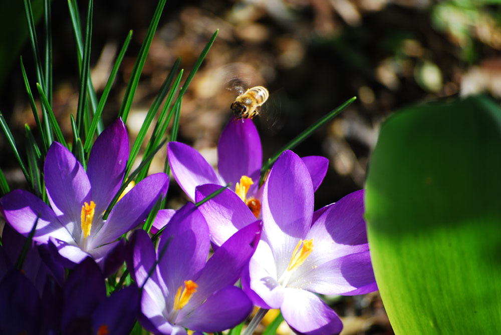 SumSumSum - Der Frühling ist da!