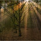 Sumter Wald Lichtspiel