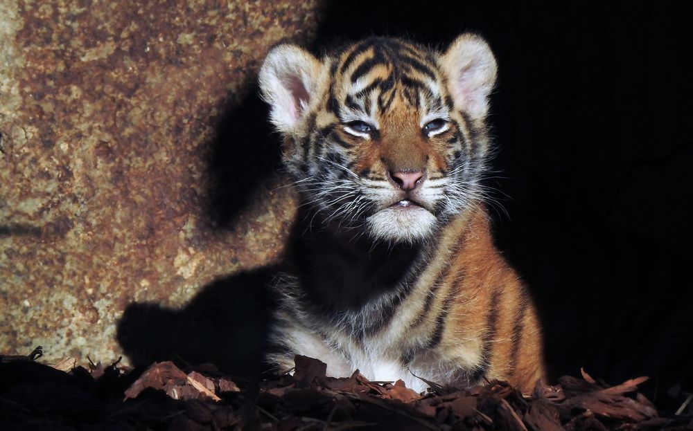 Sumtratiger-Baby in der Herbstsonne