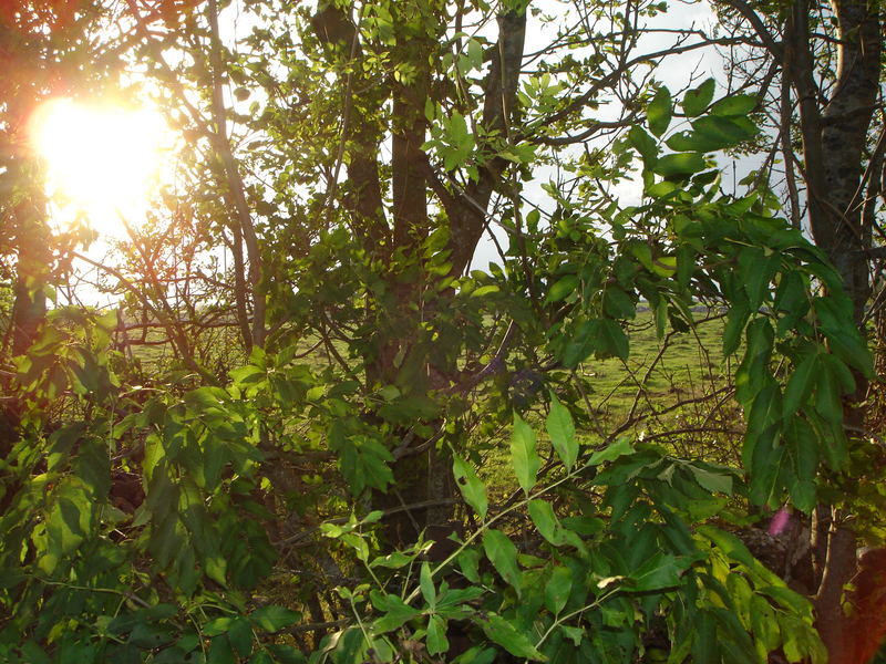 Sun.