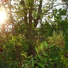 Sun.