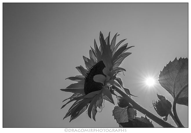 Sun and Flower 
