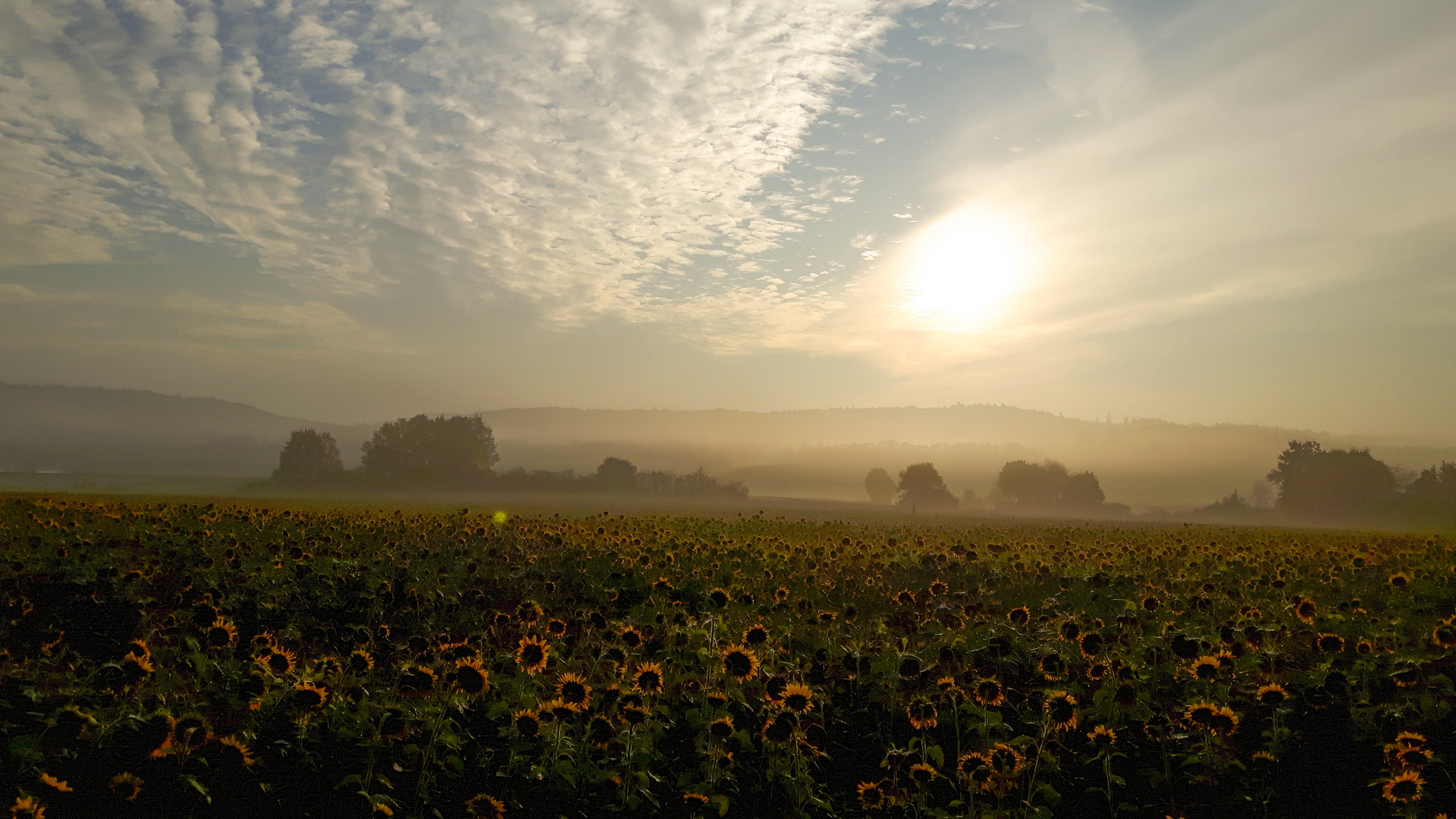 sun-and-flowers